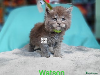 Maine Coon cats XXL beautiful pedigree kittens - Advert 2