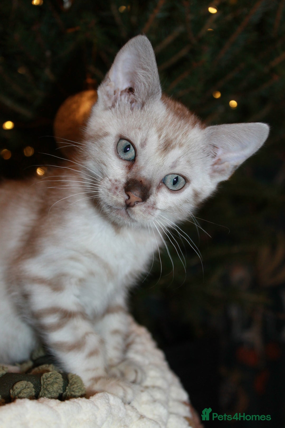 Bengal cats for sale: Last snow boy READY NOW  - Advert 27