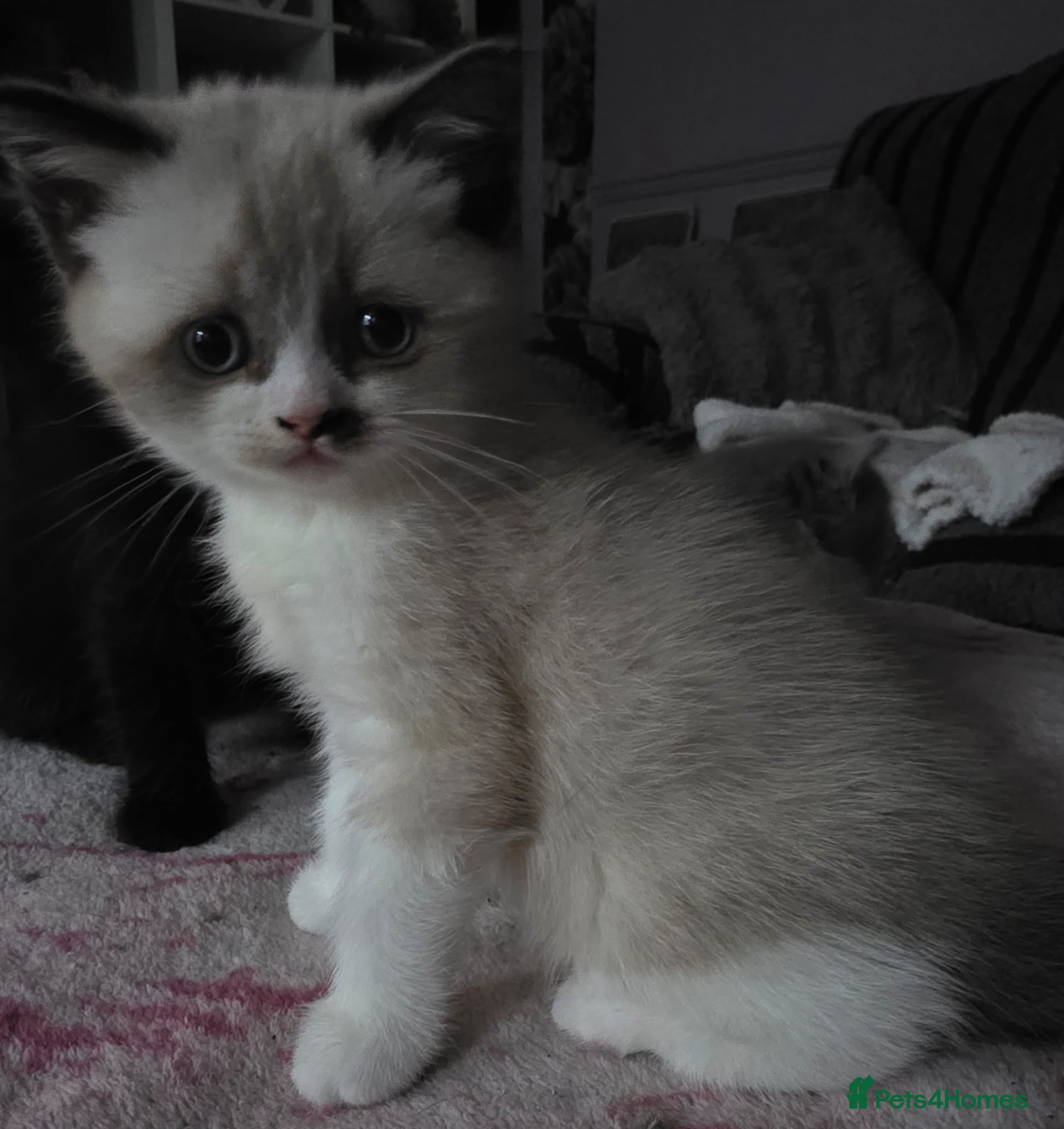 British Shorthair cats British Shorthair Exotic Kittens - Advert 1