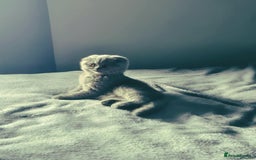 British Shorthair cats for sale: British shorthair kittens - Image 4
