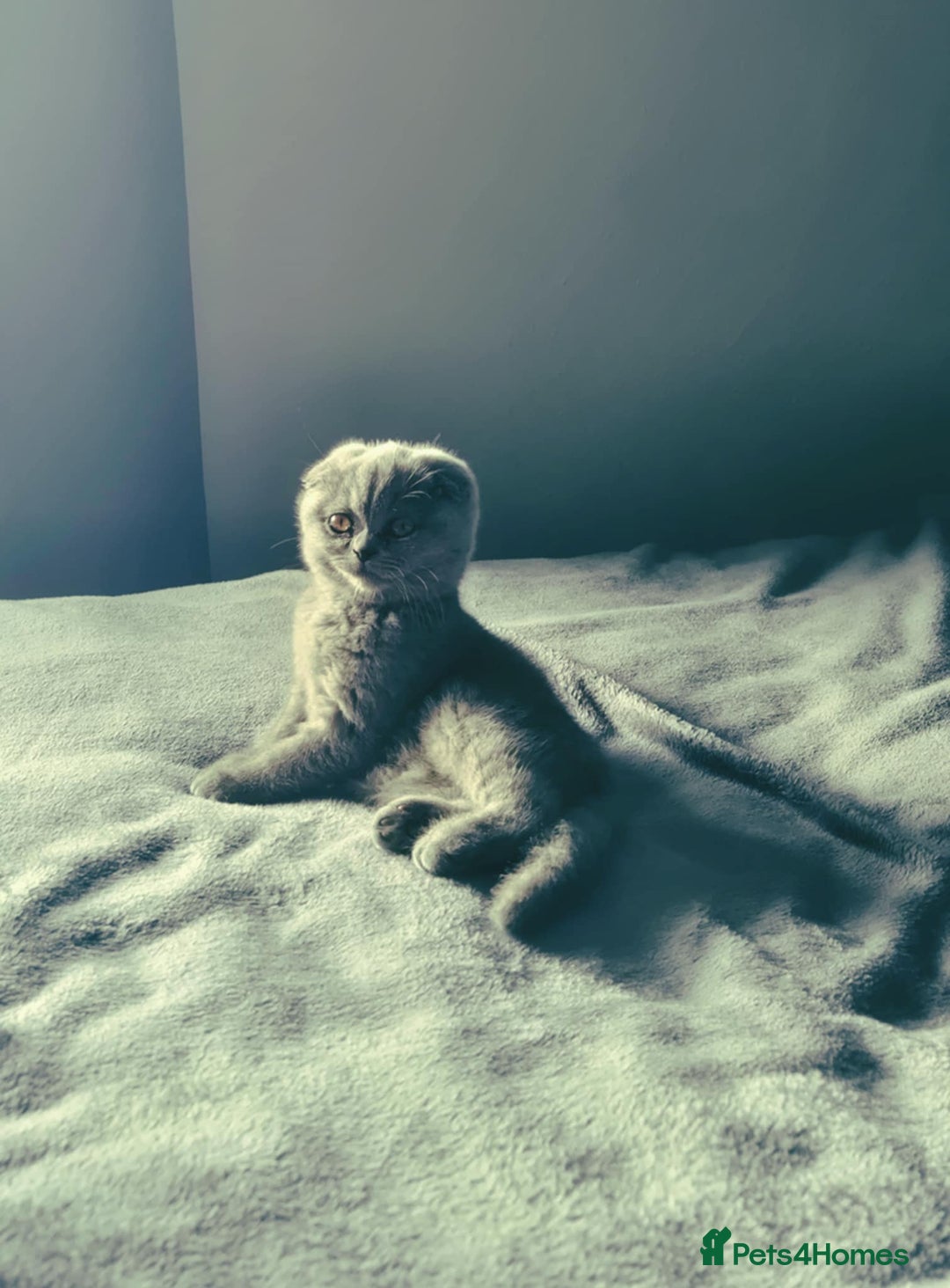 British Shorthair cats for sale: British shorthair kittens - Image 4