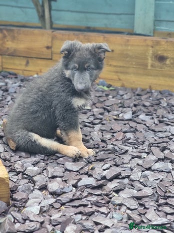 German Shepherd dogs - Advert 4