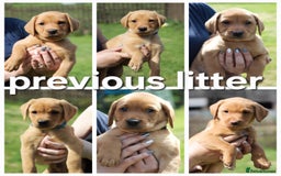 Labrador Retriever dogs for sale: Stunning Fox red Labrador pups - Image 8