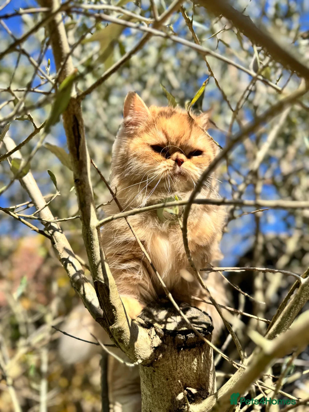 Persian cats for sale: Beautiful gentle silver grey Persian girl, 9 weeks - Advert 2