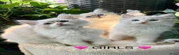 Ragdoll cats for sale: F1 100 % PURE FIFE REGISTRATION RAGDOLL KITTENS - Advert 2