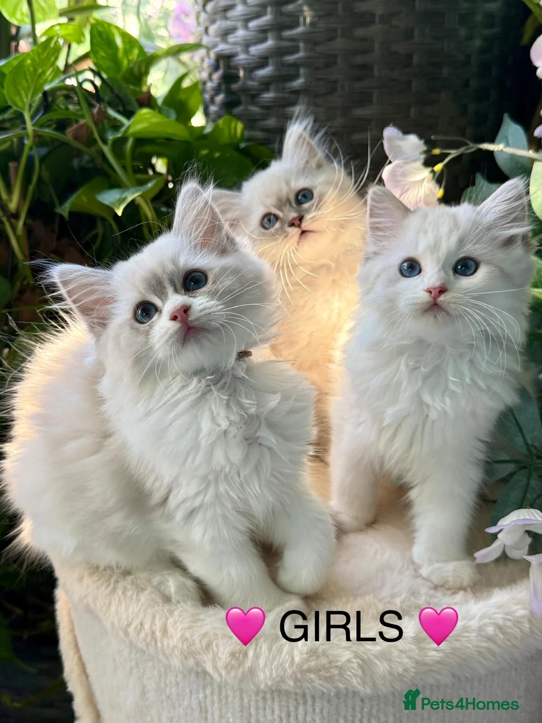 Ragdoll cats for sale: F1 100 % PURE FIFE REGISTRATION RAGDOLL KITTENS - Advert 2