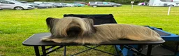 Skye Terrier dogs for sale: KC Reg Skye Terrier Cream puppies  - Advert 11