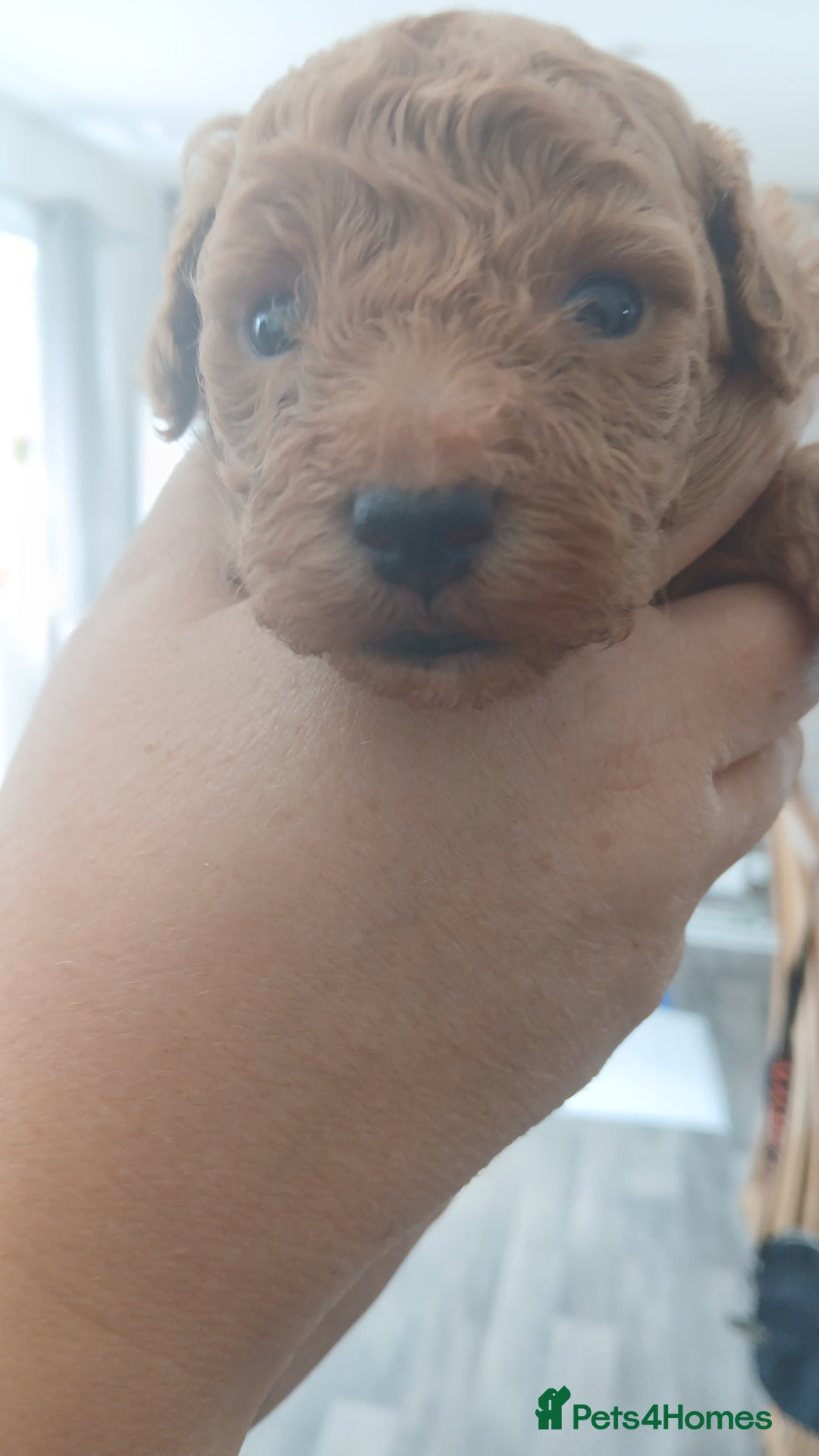Maltipoo dogs for sale: Malitpoo  puppies  for sale in Canterbury - Image 25
