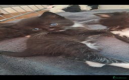 Mixed Breed cats for sale: Last female ready Wednesday - Image 24
