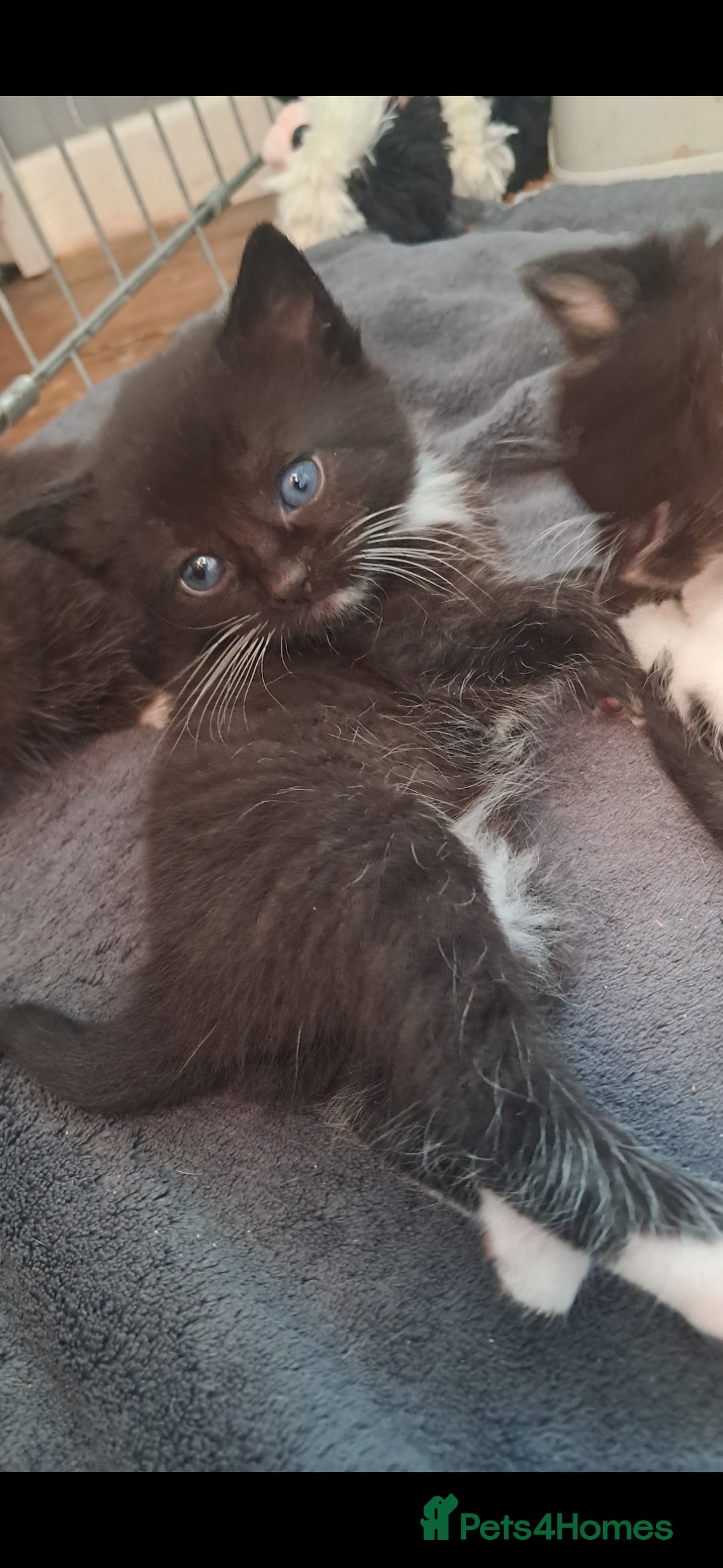 Mixed Breed cats for sale: Last female ready Wednesday - Image 24