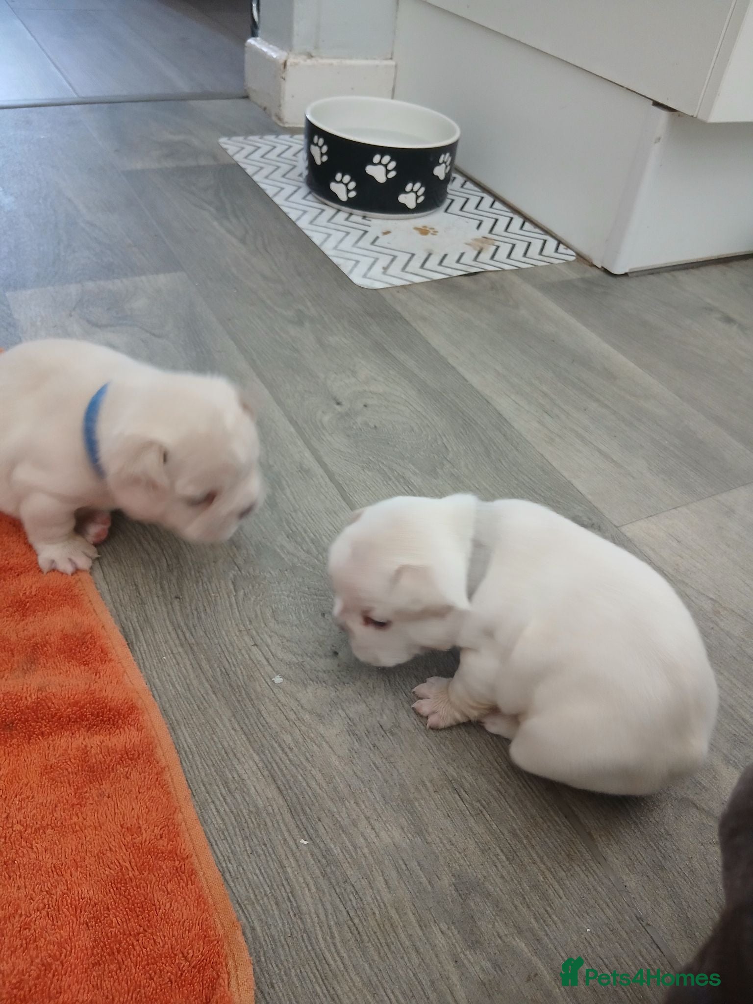 French Bulldog dogs French bulldog puppies, grey, cream and white - Advert 16