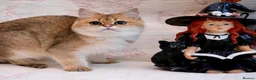 British Shorthair cats for sale: BSH 7 month kitten for sale - Advert 3