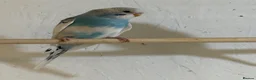 Budgerigars birds for sale: Baby budgies  - Advert 3
