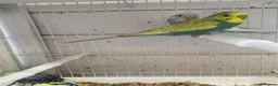 Budgerigars birds for sale: Budgies - Advert 3