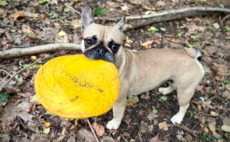Frug dogs - Advert 10