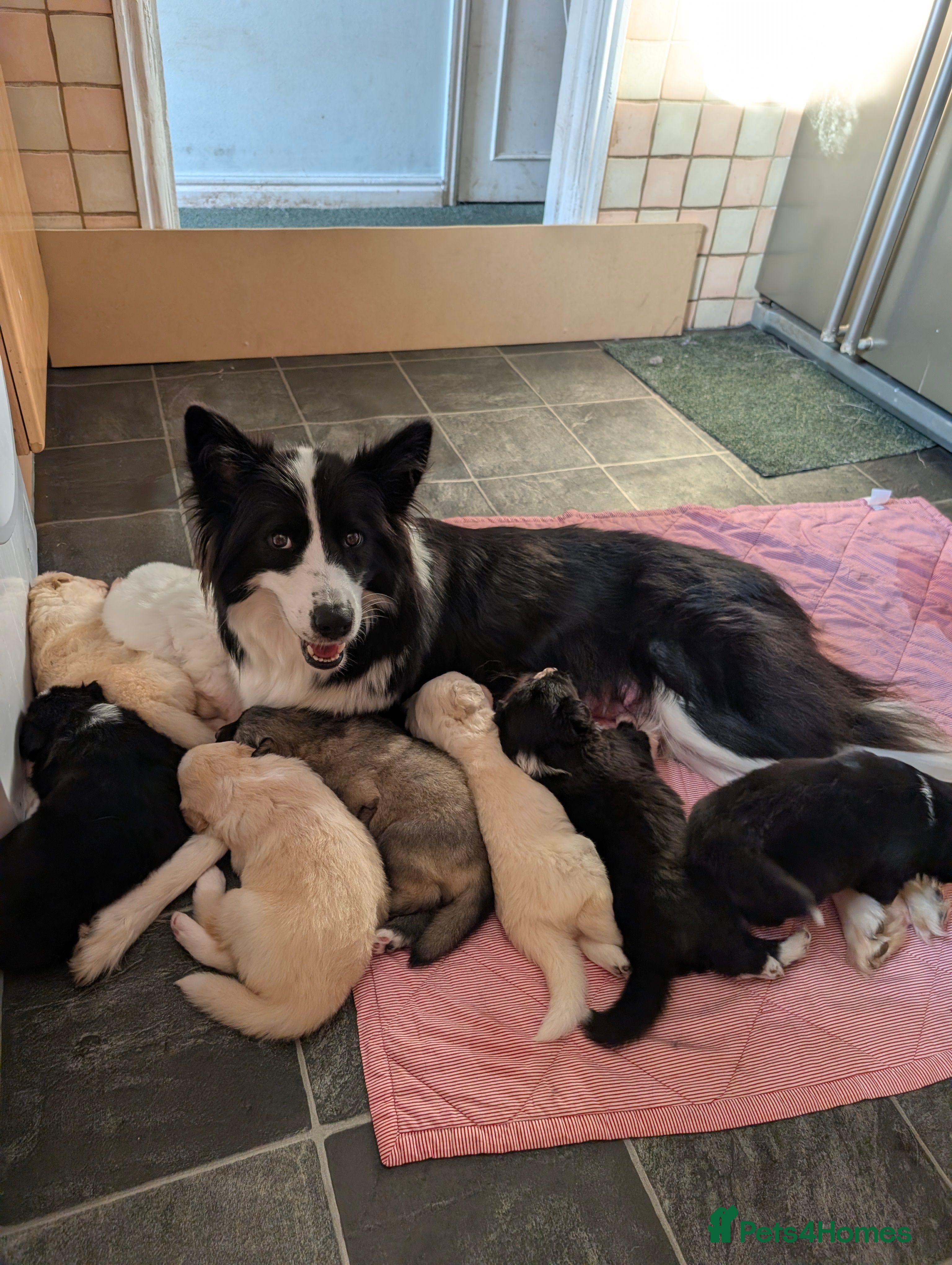 Mixed Breed dogs White Swiss Shepherd x Border Collie x Husky Pups - Advert 5