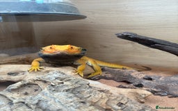 Bearded Dragon reptiles for sale: Bearded dragon - Image 2