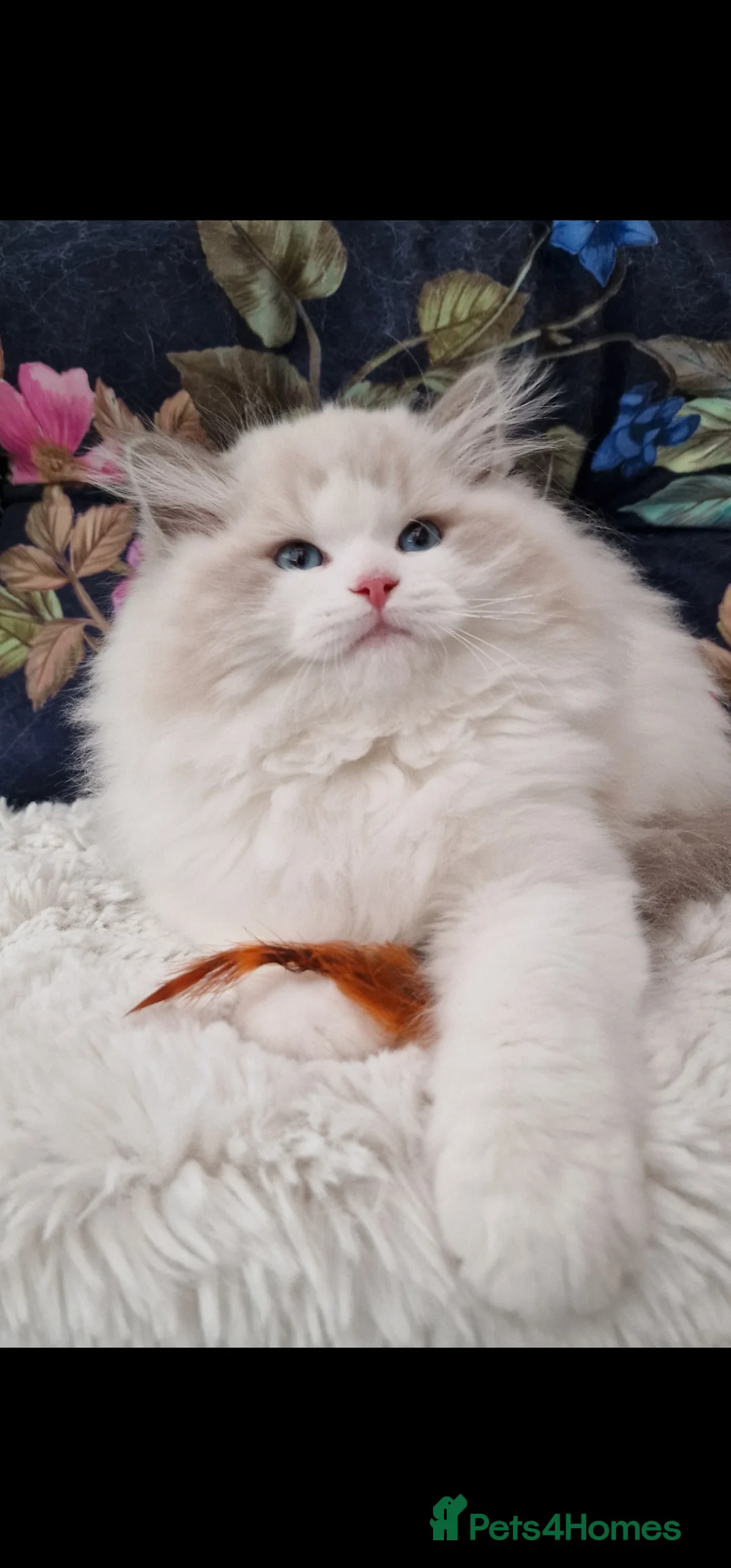 Ragdoll cats for sale: 🎀✨️Exclusive top quality kittens🎀 from🏆lines✨️ - Advert 30