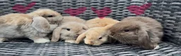 Mini Lop rabbits for sale: Beautiful baby mini lops  - Advert 1
