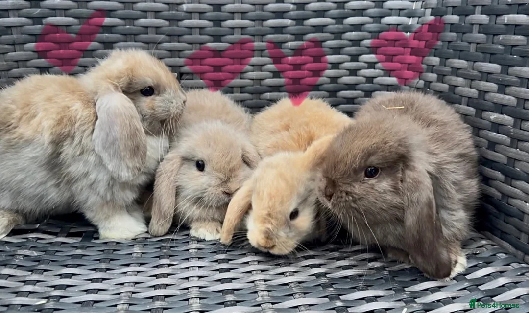 Mini Lop rabbits for sale: Beautiful baby mini lops  - Advert 1