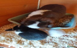 Mini Lop rabbits for sale: Gorgeous 💙purebred mini lop bunnies💙  - Image 2