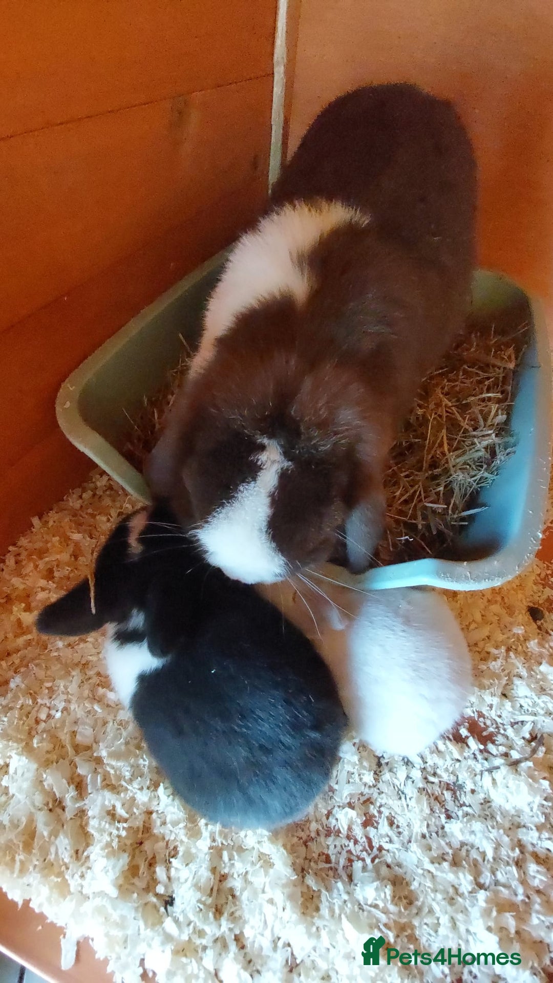 Mini Lop rabbits for sale: Gorgeous 💙purebred mini lop bunnies💙  - Image 2