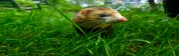 Ferret rodents for sale: Ferret for a Good Home in Deeside - Advert 6