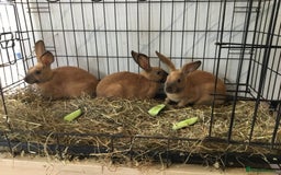 English Spot rabbits for sale: English Rabbits for sale  - Image 10