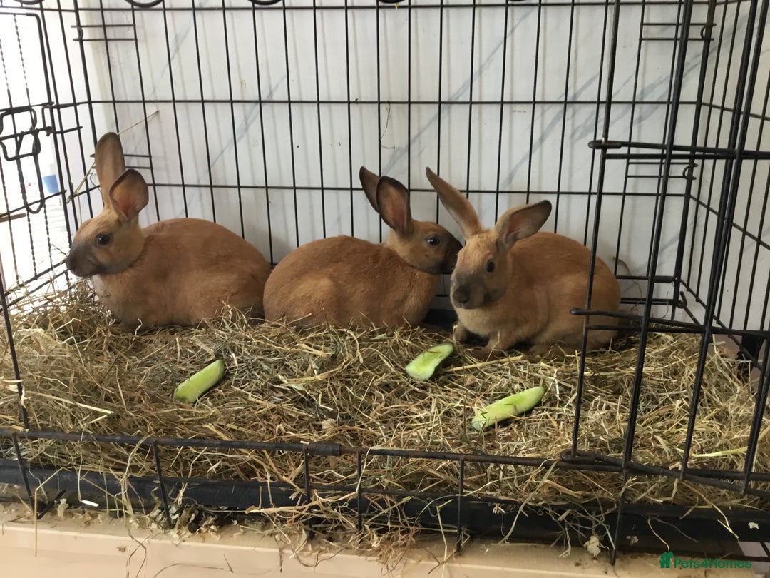 English Spot rabbits for sale: English Rabbits for sale  - Image 10