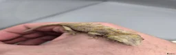 Gecko reptiles for sale: Orange blotch gargoyle gecko  - Advert 7