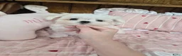 Maltese dogs for sale: 100% Korean‑line Maltese, registered with KKF  - Advert 12