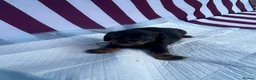 Miniature Dachshund dogs for sale: Miniature Dachshund Puppies - Advert 3