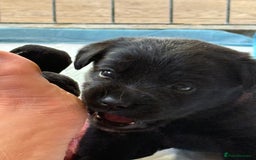 Labrador Retriever dogs for sale: Beautiful Labrador pups  - Image 9