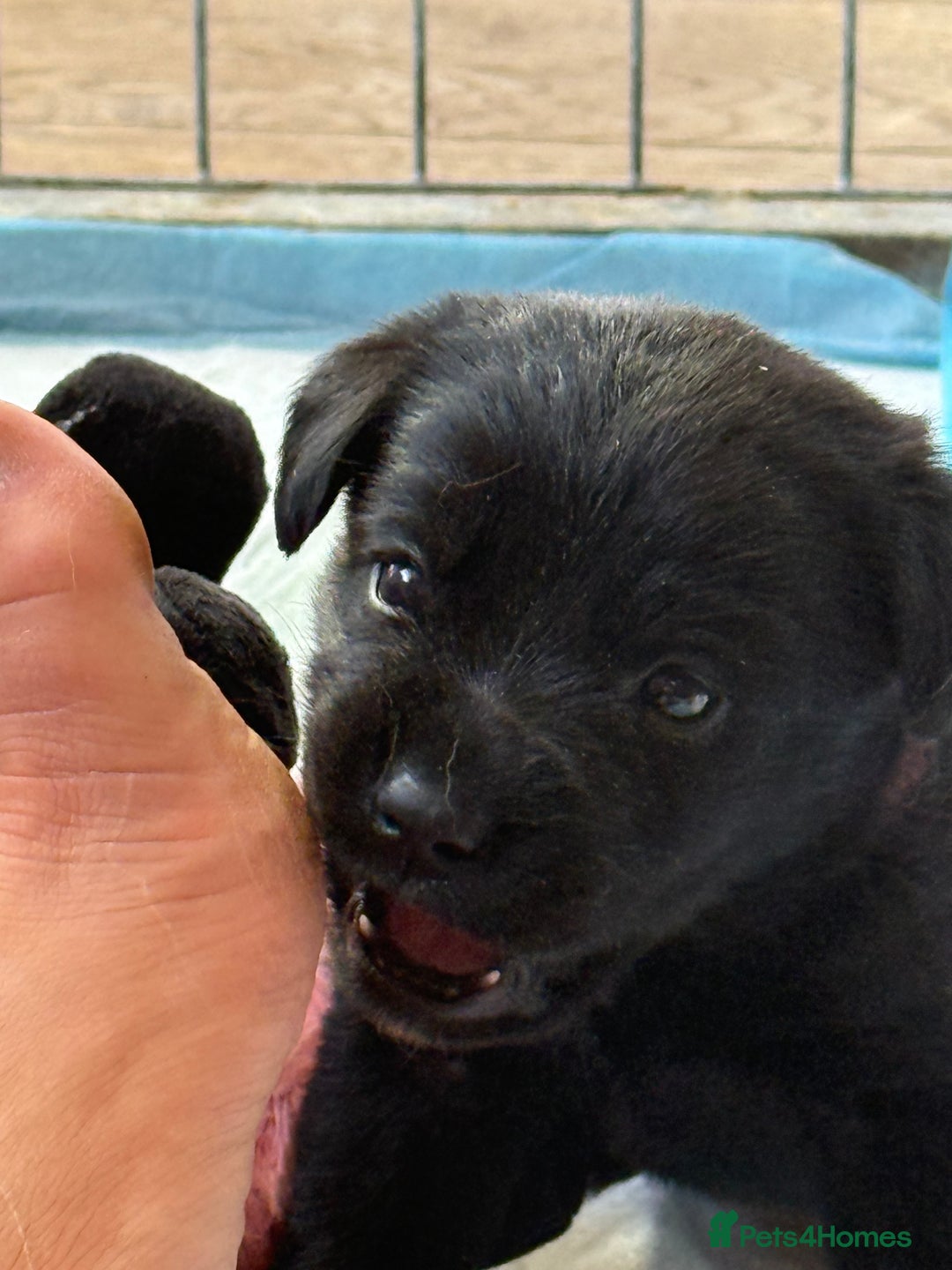 Labrador Retriever dogs for sale: Beautiful Labrador pups  - Image 9