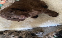 Cockapoo dogs for sale: Gorgeous F2 Cockapoos - Image 13