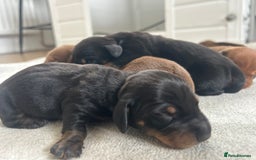 Miniature Dachshund dogs for sale: 1 left KC, PRA Clear, miniature dachshund pups  - Image 12