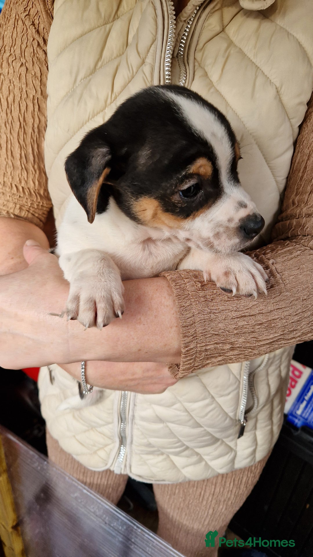Jack Russell dogs for sale: Jackrussel pup - Advert 4