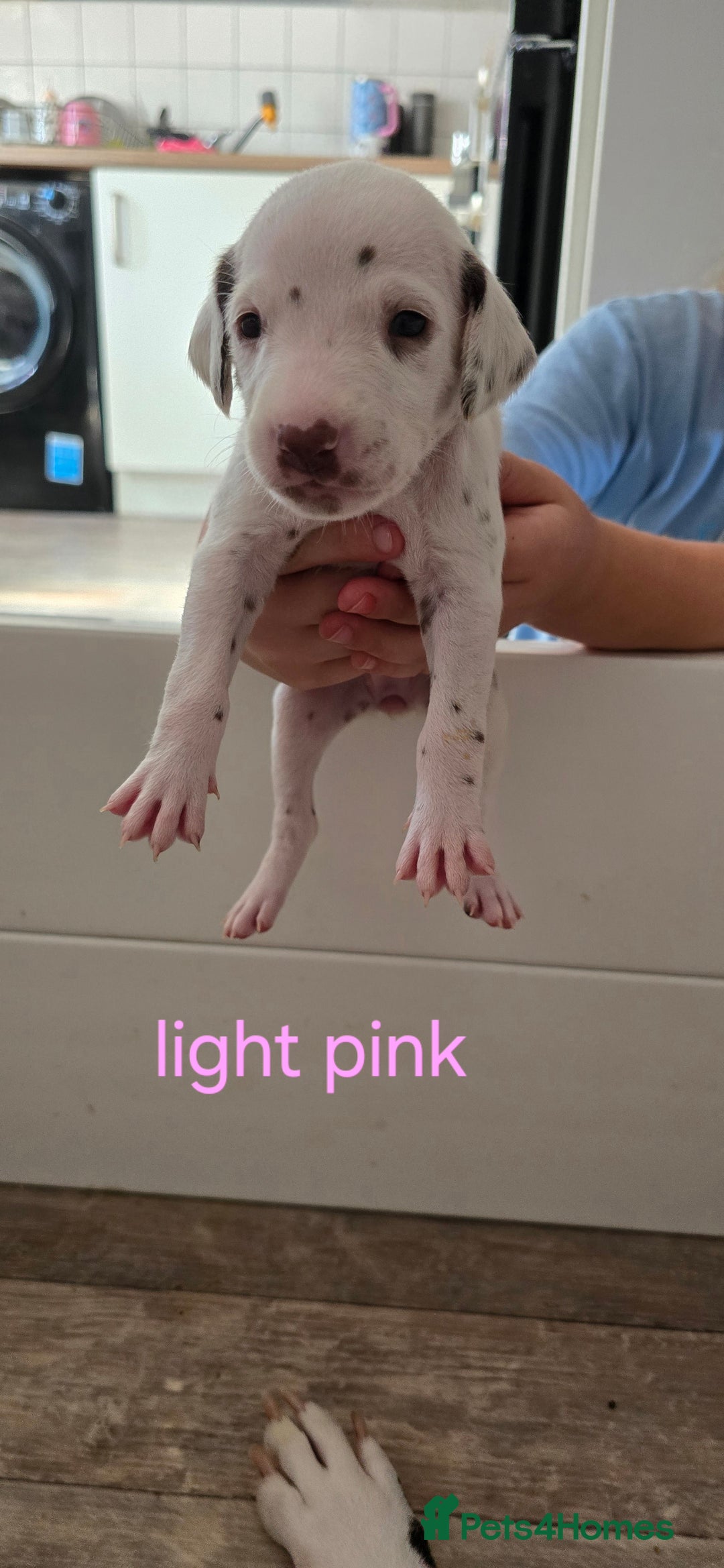 Dalmatian dogs for sale: Ready to leave 17th august in Banbury - Image 12