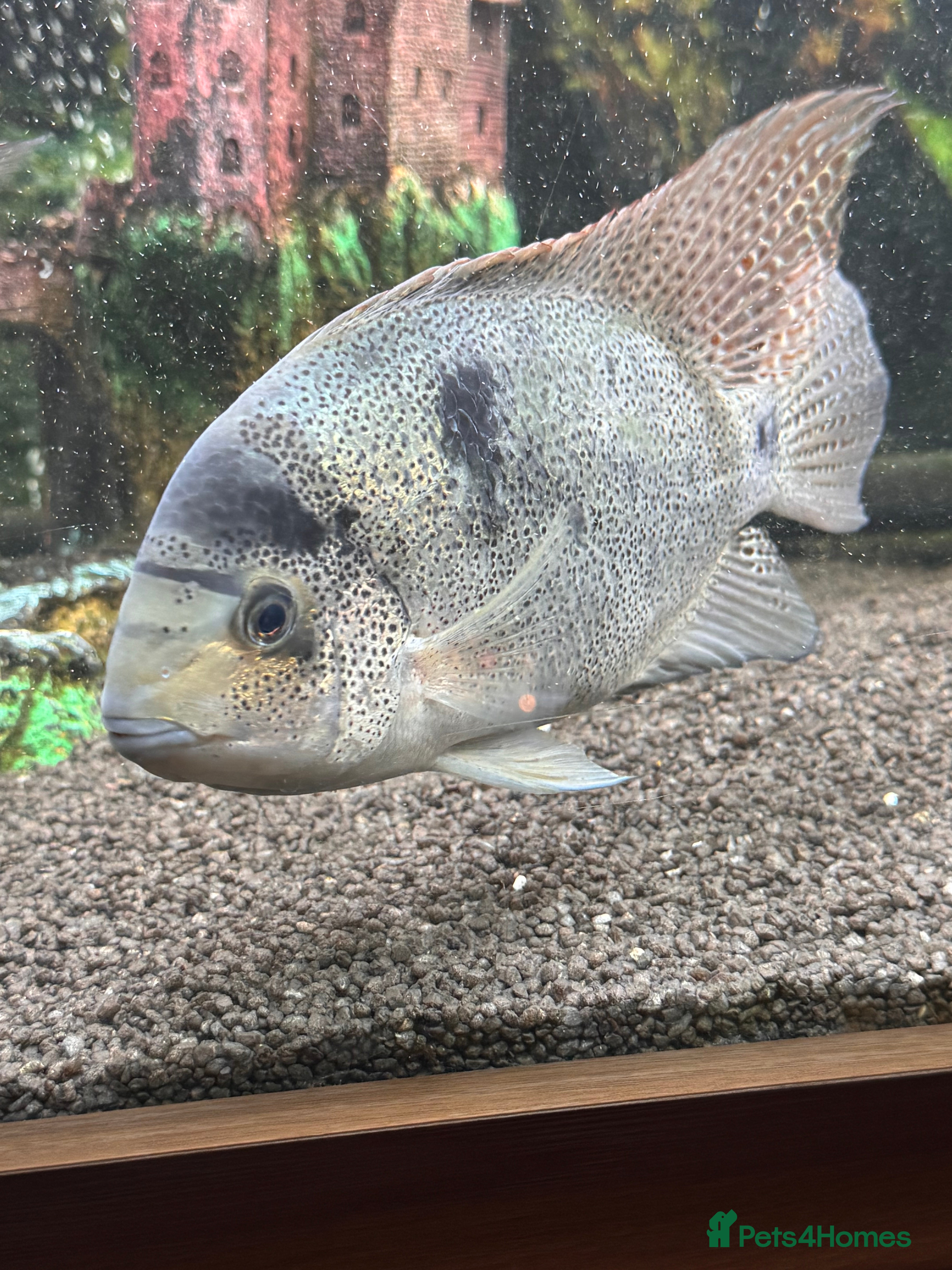 Cichlids fish Vieja argentea Cichlid  - Advert 6