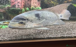 Cichlids fish for sale: Vieja argentea Cichlid  - Advert 1