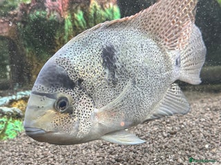 Cichlids fish Vieja argentea Cichlid - Advert 1