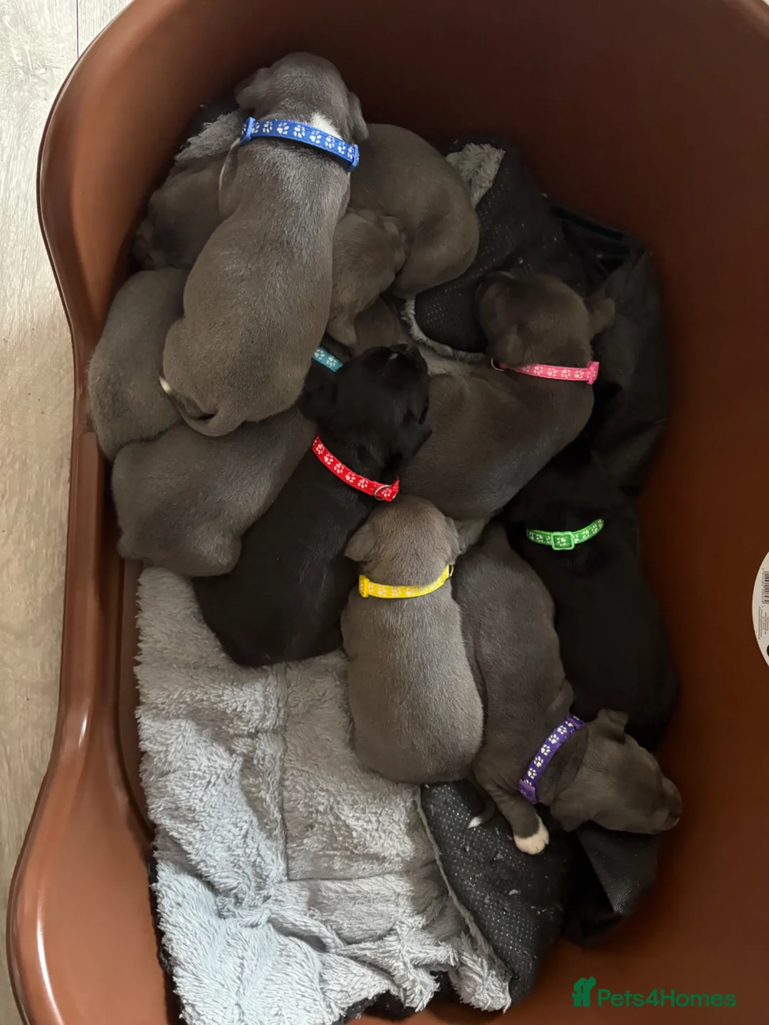 Staffordshire Bull Terrier dogs for sale: 10 stunning staffie pups ❤️ in Burnham-on-Crouch - Advert 2