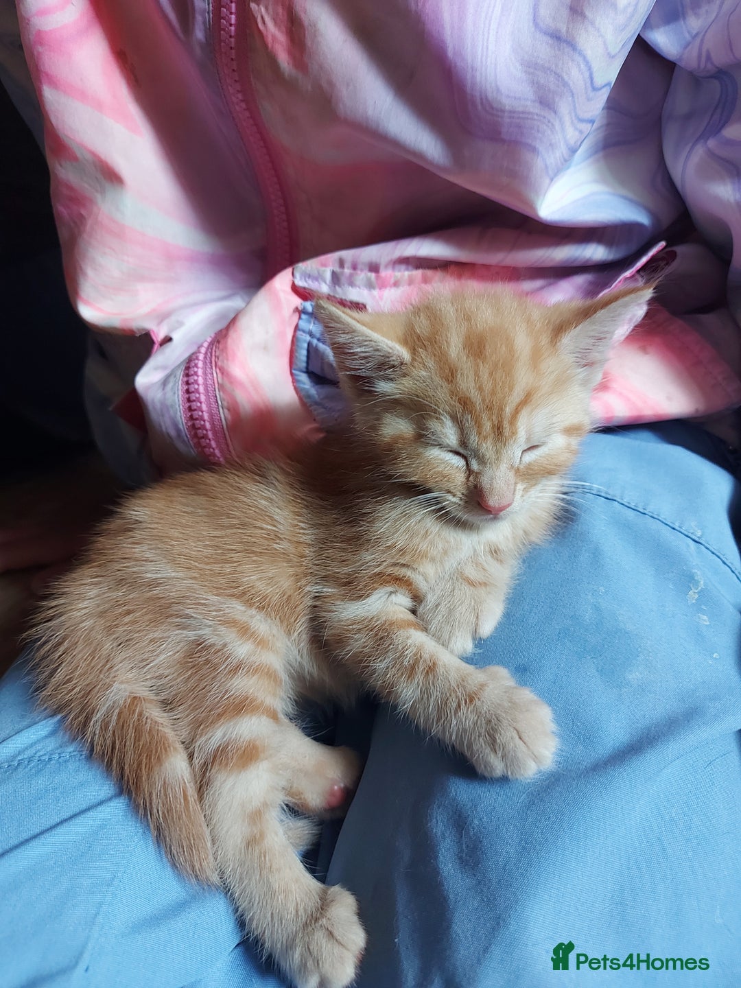 Domestic Shorthair cats for sale: 2 Female Kittens For Sale - Image 5