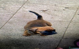 Dorset Olde Tyme Bulldogge dogs for sale: Pups for sale - Image 11