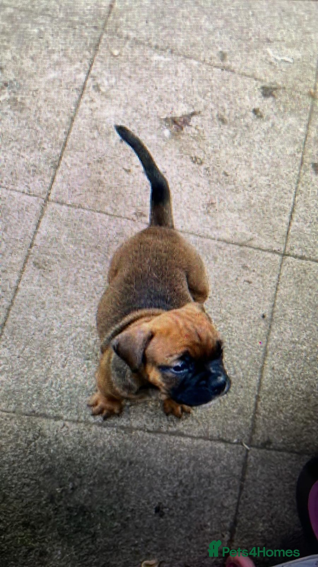 Dorset Olde Tyme Bulldogge dogs for sale: Pups for sale - Image 11