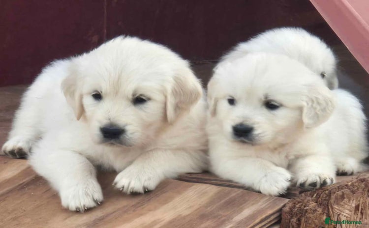 Golden Retriever dogs - Advert 2