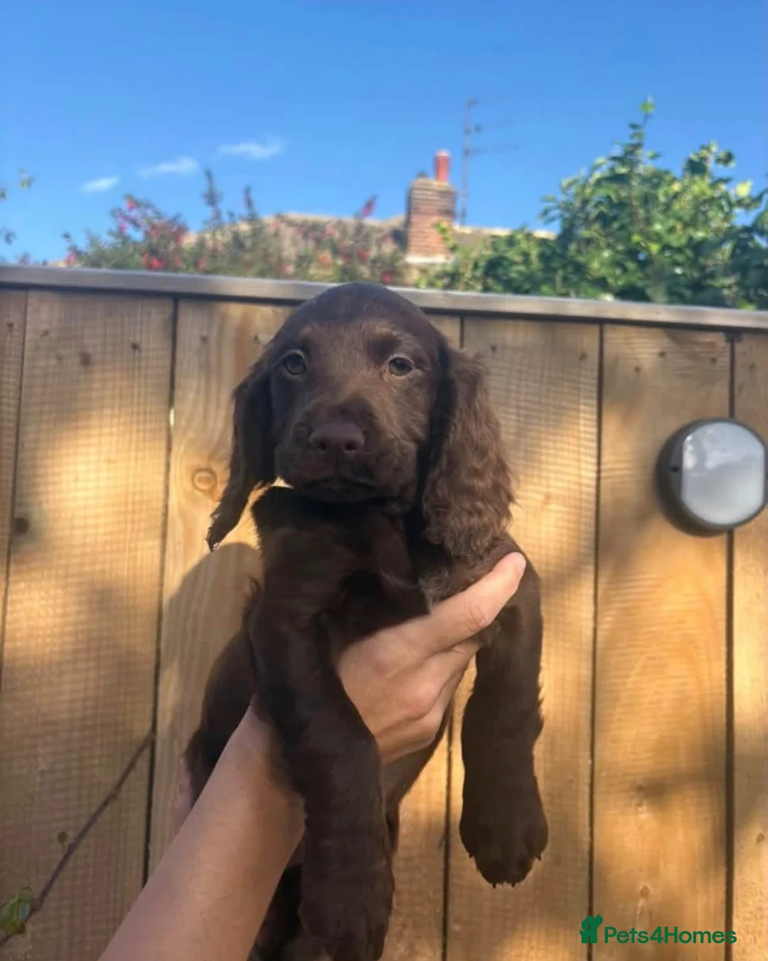 Cocker Spaniel dogs for sale: READY TO LEAVE ! KC working cocker puppies  - Advert 2