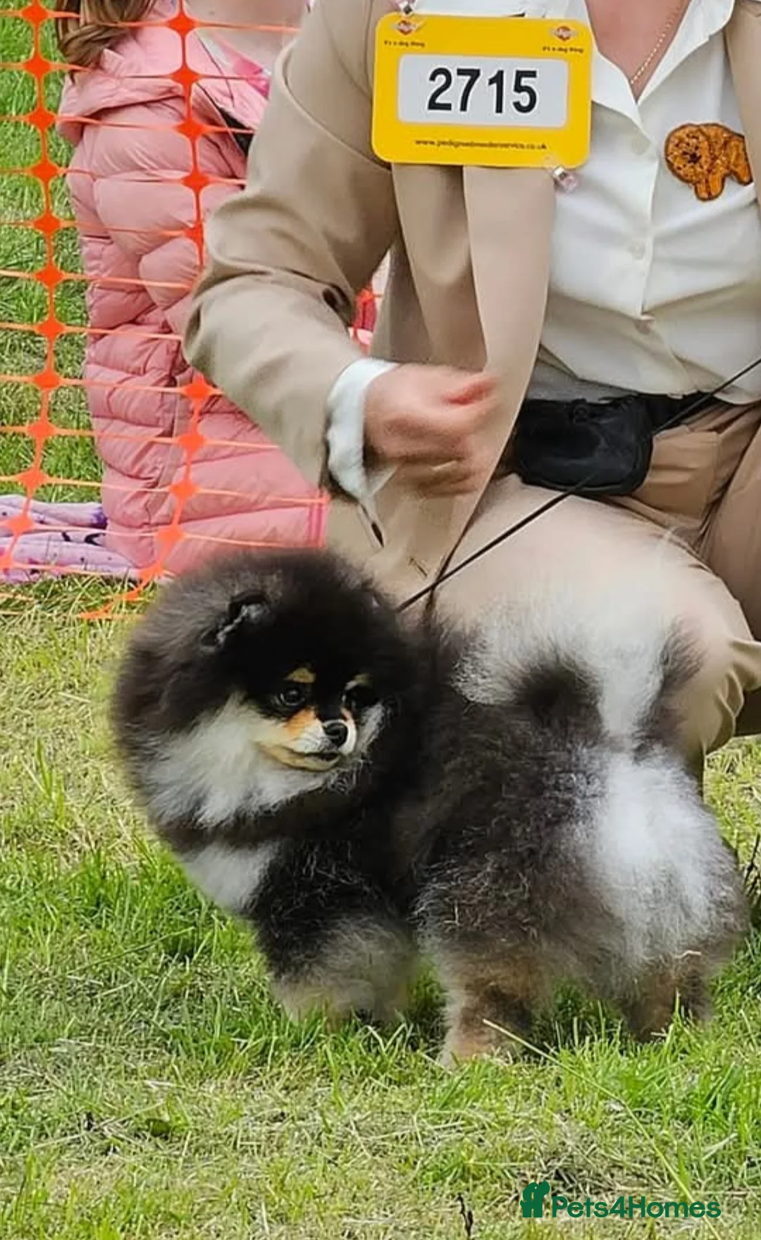 Pomeranian dogs for stud: KC Registered Pomeranian for stud  - Advert 11