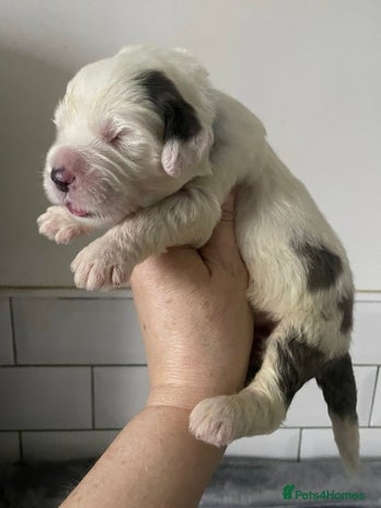 Sheepadoodle dogs - Advert 2