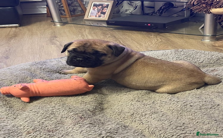Bullmastiff dogs - Advert 1